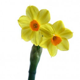 Narcissus Spray Grand Soleil (Нарцисс Спрей Гранд Солейл)