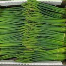 Narcissus Bunches (Нарцисс Банчес)