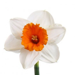 Narcissus Johan Strauss (Нарцисс Джоан Страус)