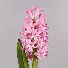 Hyacinthus Anna Marie (Гиацинт Анна Мари) В30