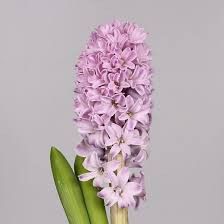 Hyacinthus Splendid Cornelia (Гиацинт Сплендид Корнелия) В30