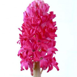 Hyacinthus Red (Гиацинт Ред) В30