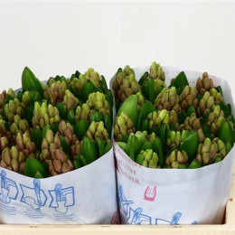 Hyacinthus Anna Liza (Гиацинт Анна Лиза) В30