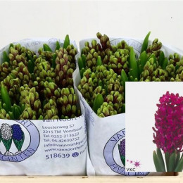 Hyacinthus Woodstock (Гиацинт Вудсток) В30