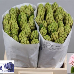 Hyacinthus Pink (Гиацинт Пинк) В30