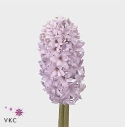 Hyacinthus City Of Bradford (Гиацинт Сити Оф Брэдфорд) В30