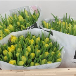 Tulipa Du Marie Jo (Тюльпан Ду Мари Джо)