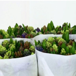 Hyacinthus Mixed (Гиацинт Миксед) В30