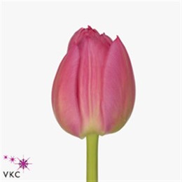 Tulipa Du Queen Of Marvel (Тюльпан Ду Квин оф Марвел)