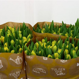 Tulipa Du Vedi Napoli (Тюльпан Ду Веди Наполи)