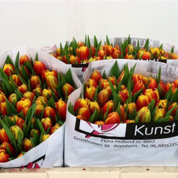Tulipa Du Cilesta (Тюльпан Ду Селеста)