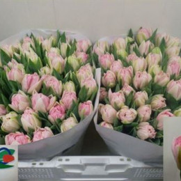 Tulipa Du Foxtrot (Тюльпан Ду Фокстрот)
