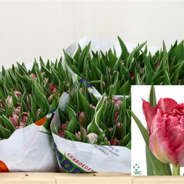 Tulipa Du Flash Point (Тюльпан Ду Флеш Поинт)