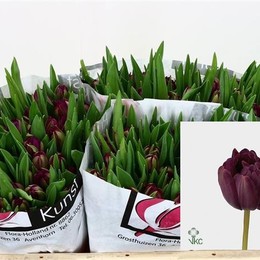 Tulipa Du Blue Diamond (Тюльпан Ду Блу Даймонд)