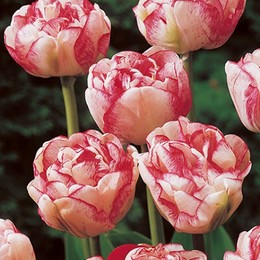 Tulipa du voque (Тюльпан Ду Вог) В35
