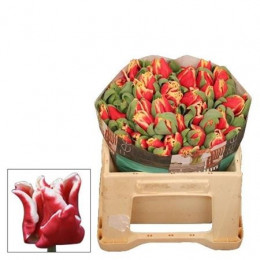 Tulipa En Ov (Тюльпан Эн Ов) В38