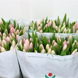 Tulipa En Dynasty (Тюльпан Эн Династи) В35