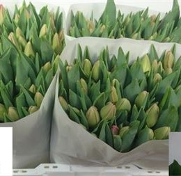 Tulipa En Carola (Тюльпан Эн Корола) В40