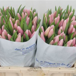 Tulipa En Gabrielle (Тюльпан Эн Габриэль)