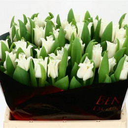 Tulipa En White Liberstar (Тюльпан Эн Вайт Либерстар)
