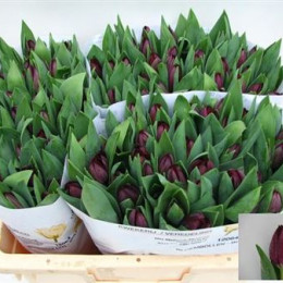 Tulipa En Black Jack (Тюльпан Эн Блэк Джек)