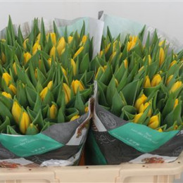 Tulipa En Lions Glory (Тюльпан Эн Лионс Глори)