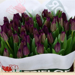 Tulipa en negrita (Тюльпан эн Негрита) В40