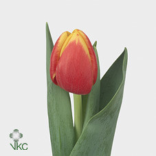 Tulipa En Rambo (Тюльпан Эн Рэмбо)