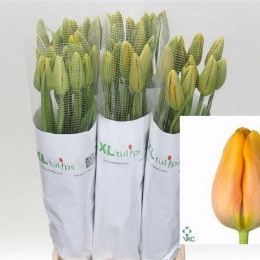 Tulipa French Dordogne (Тюльпан Френч Дордогне) В60