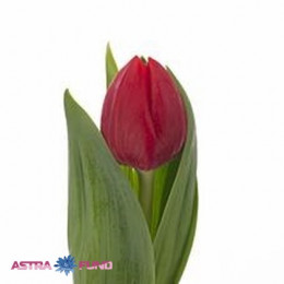 Tulipa En Renegade (Тюльпан Эн Ренегад)