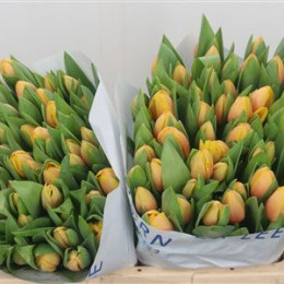 Tulipa En Marit (Тюльпан Эн Марит)