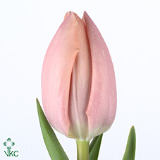 Tulipa En Thijs Boots (Тюльпан Эн Зидж Бутс)