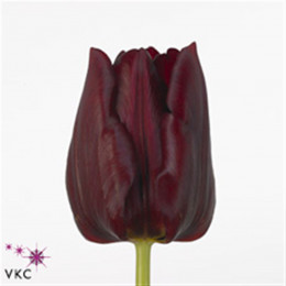 Tulipa En Mascara (Тюльпан Эн Маскара)