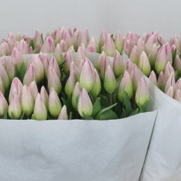 Tulipa en sinfonie (Тюльпан Эн Синфони)
