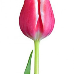 Tulipa En Leo Visser (Тюльпан Эн Лео Виссер)