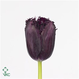 Tulipa Fr Cuban Night (Тюльпан Фр Кубан Найт)