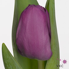 Tulipa En Dea (Тюльпан Эн Диа)