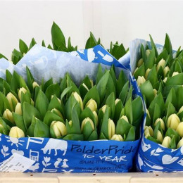 Tulipa En Cheers (Тюльпан Эн Чирс)