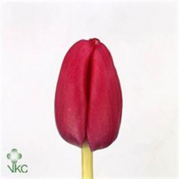 Tulipa En Annaconda (Тюльпан Эн Аннаконда)