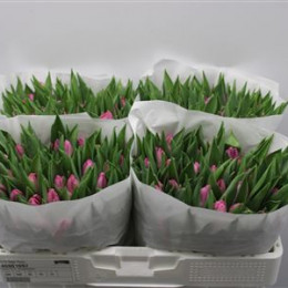 Tulipa En Sugar Prince (Тюльпан Эн Сугар Принц)
