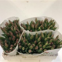 Tulipa en Barcelona(Тюльпан эн Барселона) В40