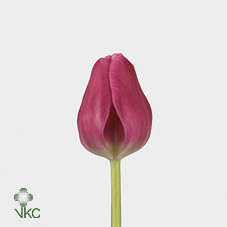 Tulipa En Marathon Champion (Тюльпан Эн Марафон Чемпион)