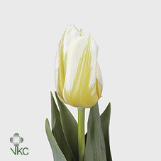 Tulipa En Flaming Coquette (Тюльпан Эн Флейминг Кокетт)