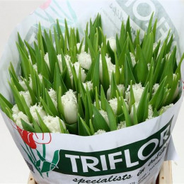 Tulipa Fr Honeymoon (Тюльпан Фр Ханимун)
