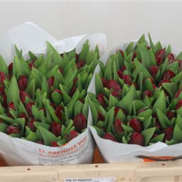Tulipa Pa Topparrot (Тюльпан Па Топпаррот)