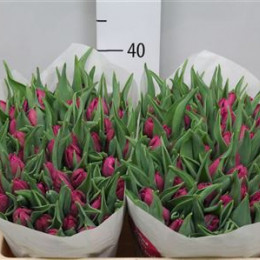 Tulipa Pa Parrot Prince (Тюльпан па Паррот Принц )