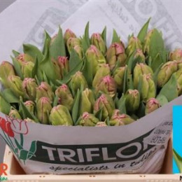 Tulipa Pa Marvel Parrot (Тюльпан Па Марвел Паррот)