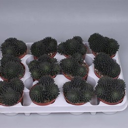 Sinocrassula Yunaensis ( Sinocrassula Yunaensis ) W 8/8,5 см H 10 см