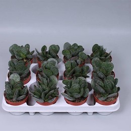 Adromischus Пятнистый ( Adromischus Maculatus ) W 8/8,5 см H 15 см