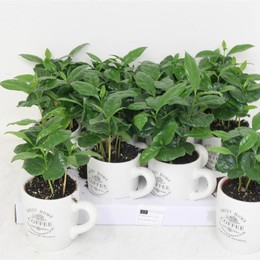 Кофейная кружка # ( Coffea Mokje # ) W 9/9,5 см H 20 см